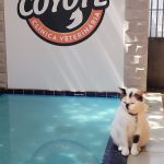 Imagem ilustrativa da empresa Clínica Veterinária Coyote em Goiânia - GO