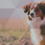 Imagem ilustrativa da empresa Clínica Veterinária do Forte em Porto Alegre - RS