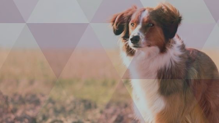 Imagem ilustrativa da empresa Clínica Veterinária do Forte em Porto Alegre - RS