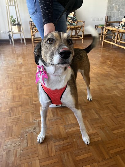 Clínica Veterinária Dogat em Curitiba - PR