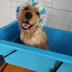 Imagem ilustrativa da empresa Clínica Veterinária Dra Dorcas Diniz em Osasco - SP