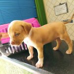Imagem ilustrativa da empresa Clínica Veterinária Duperron em Goiânia - GO