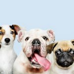 Imagem ilustrativa da empresa Clínica Veterinária e Pet Shop Vet Fuzzi em São Paulo - SP