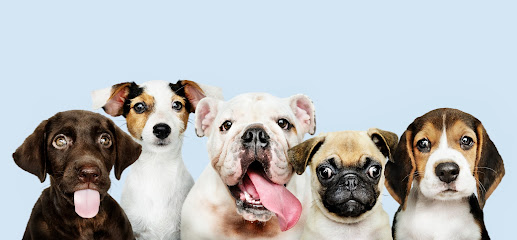 Imagem ilustrativa da empresa Clínica Veterinária e Pet Shop Vet Fuzzi em São Paulo - SP