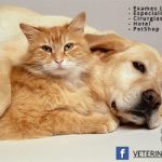Imagem ilustrativa da empresa Clínica Veterinária Farol em Curitiba - PR