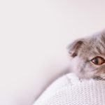 Imagem ilustrativa da empresa Clínica Veterinária Feline - Especialista em Gatos em Ribeirão Preto - SP
