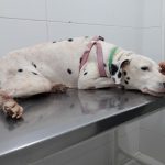 Imagem ilustrativa da empresa Clínica Veterinária Filhotes e Mascotes – Atendimento 24h em Ribeirão Preto - SP