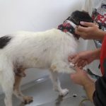 Imagem ilustrativa da empresa Clínica Veterinária Franciscão Guarulhos em Guarulhos - SP