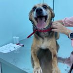 Imagem ilustrativa da empresa CLÍNICA VETERINÁRIA GAIA VET em Osasco - SP