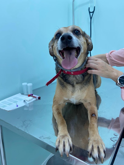 Imagem ilustrativa da empresa CLÍNICA VETERINÁRIA GAIA VET em Osasco - SP