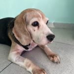Imagem ilustrativa da empresa Clínica Veterinária Guarulhos em Guarulhos - SP