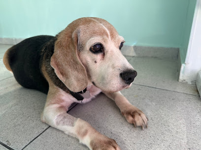 Clínica Veterinária Guarulhos em Guarulhos - SP