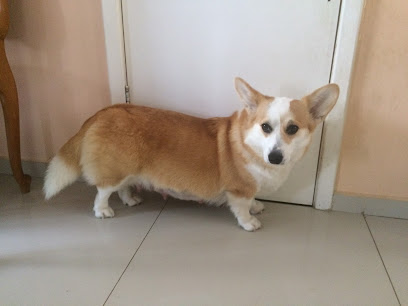 Clínica Veterinária Kim em Curitiba - PR