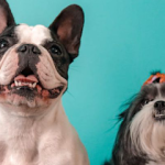 Imagem ilustrativa da empresa Clínica Veterinária Luther King em São Paulo - SP