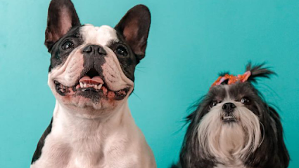Imagem ilustrativa da empresa Clínica Veterinária Luther King em São Paulo - SP