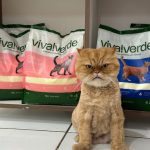 Imagem ilustrativa da empresa Clínica Veterinária Mania de Gato em Campo Grande - MS