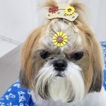 Imagem ilustrativa da empresa Clínica Veterinária Miranda em Sorocaba - SP