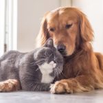 Imagem ilustrativa da empresa Clínica Veterinária Mundo Animal em Campinas - SP