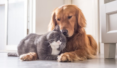 Imagem ilustrativa da empresa Clínica Veterinária Mundo Animal em Campinas - SP
