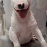 Imagem ilustrativa da empresa Clínica Veterinária Nova Europa em Campinas - SP