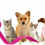 Imagem ilustrativa da empresa Clínica Veterinária Nutrimed Ipanema em Sorocaba - SP