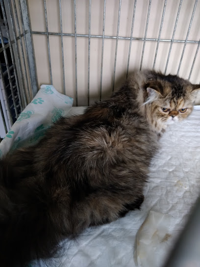 Clínica Veterinária Paparelli em Guarulhos - SP