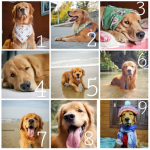Imagem ilustrativa da empresa Clínica Veterinária Pet Supremo em São Paulo - SP