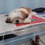 Imagem ilustrativa da empresa Clínica Veterinária & Petshop Apaixonados Por Quatro Patas - Unidade Santa Cruz da Serra em Duque de Caxias - RJ