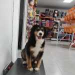 Imagem ilustrativa da empresa Clínica veterinária & PetShop Dr.Holland em Porto Alegre - RS