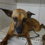 Imagem ilustrativa da empresa Clínica Veterinária Plutão em Goiânia - GO