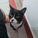 Imagem ilustrativa da empresa Clínica Veterinária Proença em Campinas - SP