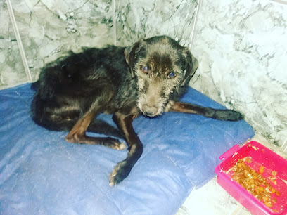 Clínica Veterinária Prof Marcio em Ribeirão Preto - SP