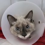 Imagem ilustrativa da empresa Clínica Veterinária Royal Vet em Goiânia - GO