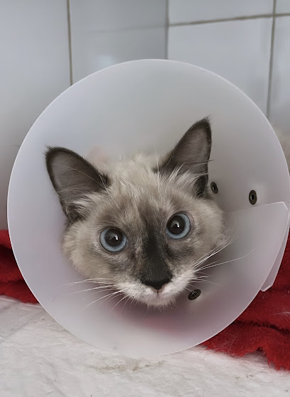 Clínica Veterinária Royal Vet em Goiânia - GO