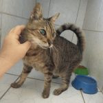 Imagem ilustrativa da empresa Clínica Veterinária São Bernardo do Campo em Fortaleza - CE