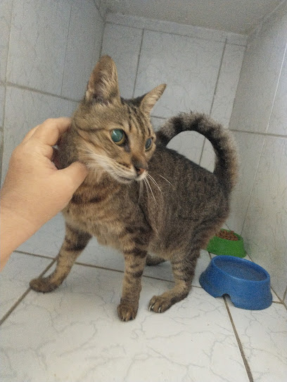 Clínica Veterinária São Bernardo do Campo em Fortaleza - CE