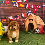 Imagem ilustrativa da empresa Clínica Veterinária São Francisco em Campo Grande - MS