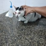 Imagem ilustrativa da empresa Clínica Veterinária São Lázaro em Maceió - AL