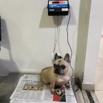 Imagem ilustrativa da empresa Clínica Veterinária Saúde Animal em Goiânia - GO