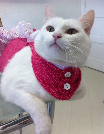 Clínica Veterinária Sr. Gato em São Paulo - SP