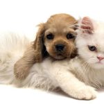 Imagem ilustrativa da empresa Clínica Veterinária Tatuapé em São Paulo - SP