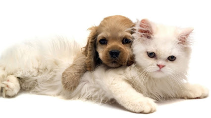 Clínica Veterinária Tatuapé em São Paulo - SP