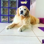 Imagem ilustrativa da empresa Clínica Veterinária - Totó Company em Campo Grande - MS