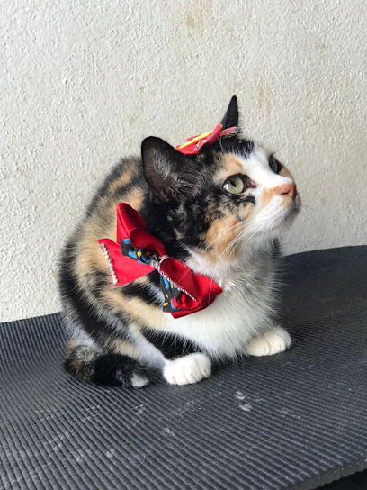 Clínica Veterinária TransformaCão em Ribeirão Preto - SP