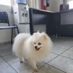 Imagem ilustrativa da empresa Clínica veterinária Vem Pet em Campo Grande - MS