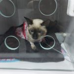 Imagem ilustrativa da empresa Clínica Veterinária Vet Ilha em Rio de Janeiro - RJ