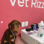 Imagem ilustrativa da empresa Clínica Veterinária | Vet Rizzo | Campo Grande MS em Campo Grande - MS