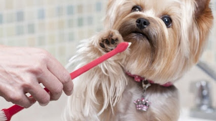 Clínica Veterinária VetSmile em Fortaleza - CE