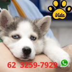 Imagem ilustrativa da empresa Clínica Veterinária Vida em Goiânia - GO