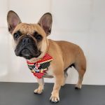 Imagem ilustrativa da empresa Clínica Veterinária Vila Pet em Campinas - SP